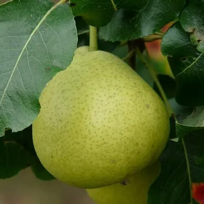 Груша САНРЕМО колонновидная в Самаре