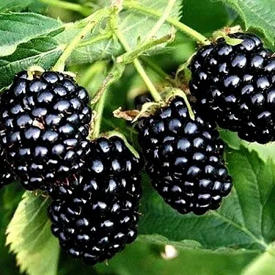 Ежевика ПРАЙМ АРК ТРЕВЕЛЕР ремонтантная  Ежевика ПРАЙМ АРК ТРЕВЕЛЕР ремонтантная в Самаре