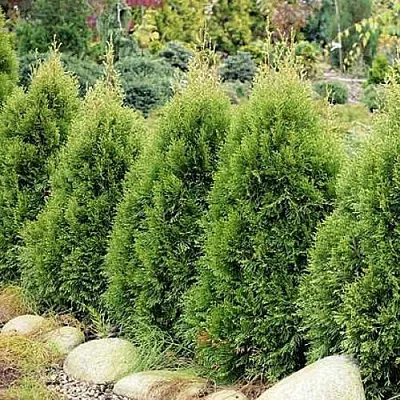 Туя СМАРАГД ВИТБОНТ западная  Туя СМАРАГД ВИТБОНТ западная в Самаре