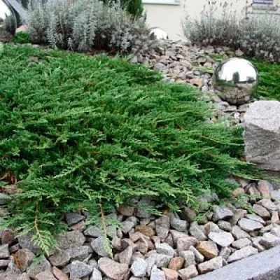 Можжевельник ПРИНЦ ОФ УЭЛЬС горизонтальный в Самаре