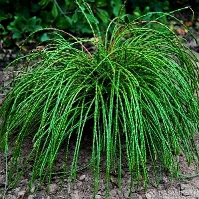 Туя ВИПКОРД складчатая  Туя ВИПКОРД складчатая в Самаре