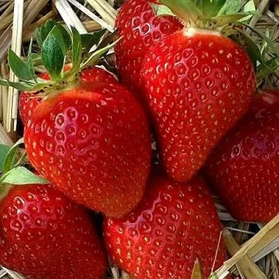 Клубника СИБИЛЛА в Самаре