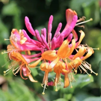 Жимолость ГЕКРОТА в Самаре