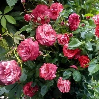Саженцы роз БРАУНИ плетистая — описание сорта Саженцы роз БРАУНИ плетистая в Самаре