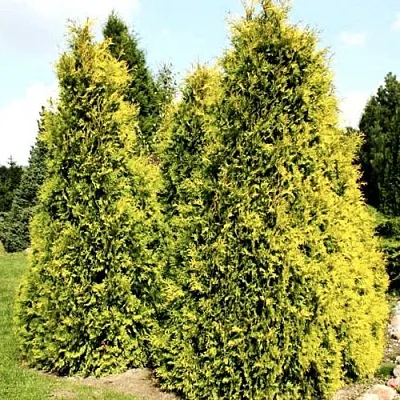 Туя САЛЛАНД западная  Туя САЛЛАНД западная в Самаре