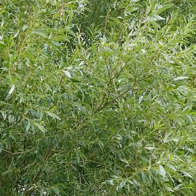 Ива ВИТЕЛЛИНА белая  в Самаре