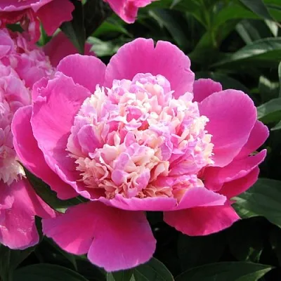 Пион КОРА СТАББС травянистый  Пион КОРА СТАББС травянистый в Самаре