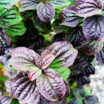 дерен КОМПРЕССА кроваво-красный в Самаре