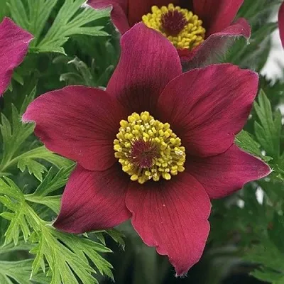 Прострел ПИНВИЛ РЕД ШЕЙДЕС в Самаре