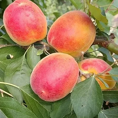 Абрикос ОСОБЕННЫЙ ДЕНИСЮКА  Абрикос ОСОБЕННЫЙ ДЕНИСЮКА в Самаре