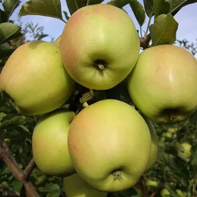 Яблоня СКИФСКОЕ ЗОЛОТО  Яблоня СКИФСКОЕ ЗОЛОТО в Самаре