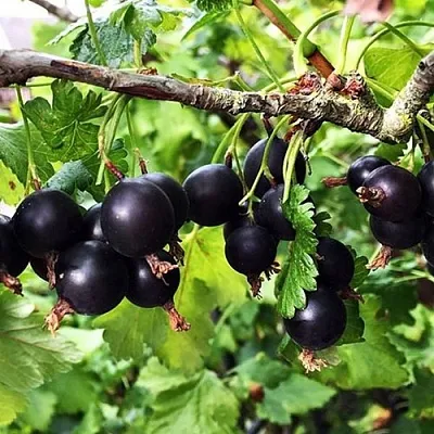 Йошта КРЫМСКАЯ в Самаре