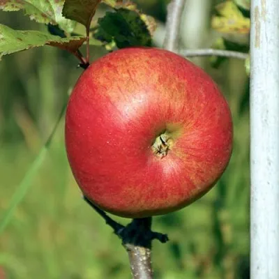 Яблоня ДЫЯМЕНТ в Самаре