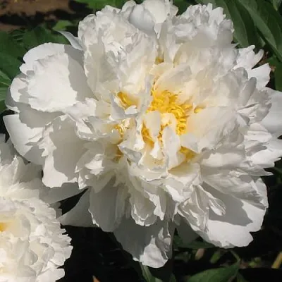 Пион БОУЛ ОФ КРИМ травянистый  Пион БОУЛ ОФ КРИМ травянистый в Самаре