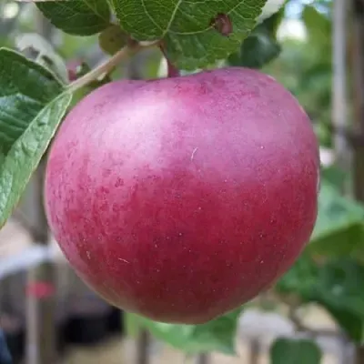 Яблоня НОРИС  Яблоня НОРИС в Самаре