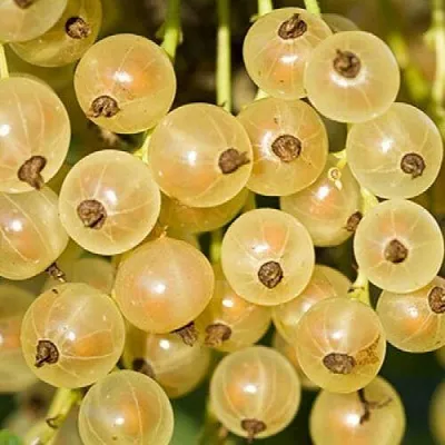 Смородина белая СМОЛЬЯНИНОВСКАЯ в Самаре