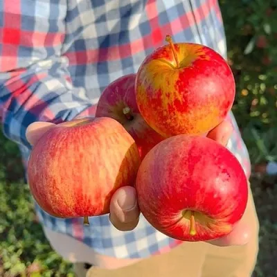 Яблоня КРАСАВИТА в Самаре