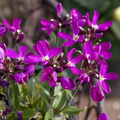 Арабис РОУЗ делайт в Самаре