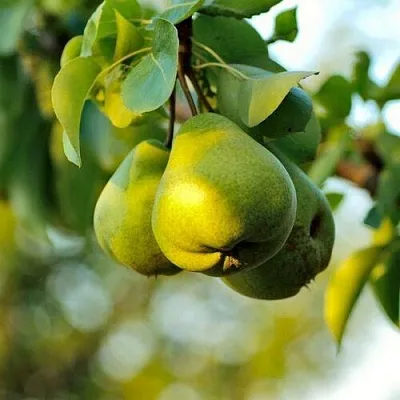 Груша СТОЛИЧНАЯ колонновидная в Самаре