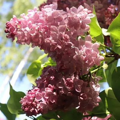 Сирень МЕДОВЫЙ СПАС  Сирень МЕДОВЫЙ СПАС в Самаре