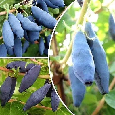 Комплект СЛАДКИЕ ХИТЫ в Самаре