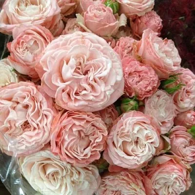 Саженцы роз МАДАМ БОМБАСТИК спрей  Саженцы роз МАДАМ БОМБАСТИК спрей в Самаре