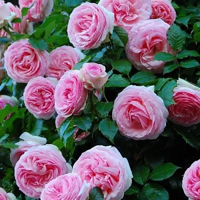 Саженцы роз ПЬЕР ДЕ РОНСАР плетистая в Самаре