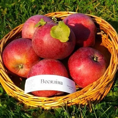 Яблоня ВЕСЯЛИНА в Самаре