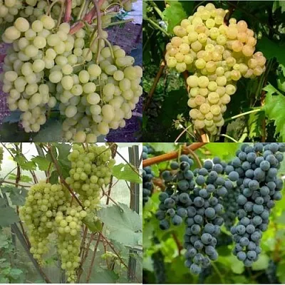 Комплект ВИНОГРАДНАЯ РАДУГА в Самаре