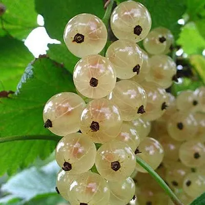 Смородина белая ЮТЕРБОРГСКАЯ в Самаре