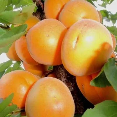 Абрикос ДЕСЕРТНЫЙ — описание сорта Абрикос ДЕСЕРТНЫЙ в Самаре