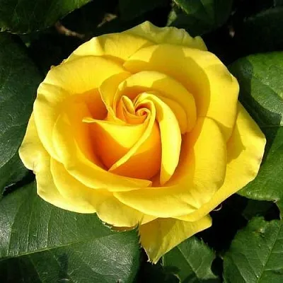 Саженцы роз ПАПИЛОН чайно-гибридная в Самаре