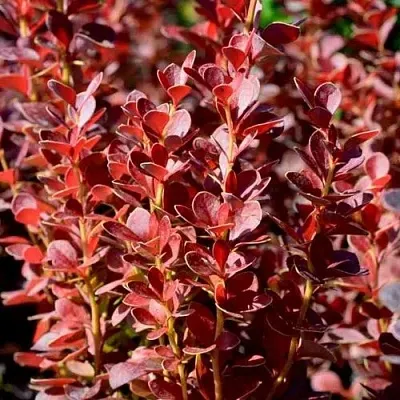 Барбарис ВУЛКАНО тунберга в Самаре