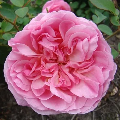 Саженцы роз ХАЙДИ ХОЛЛ английская  Саженцы роз ХАЙДИ ХОЛЛ английская в Самаре