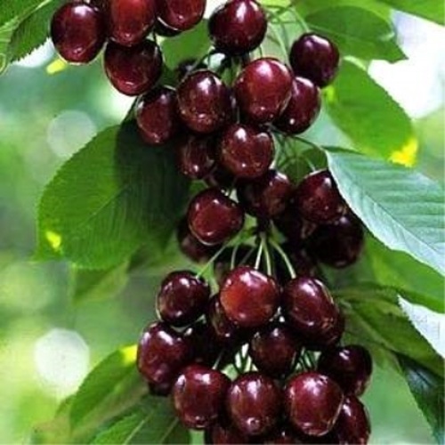 Черешня УДИВИТЕЛЬНАЯ в Самаре