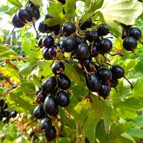Смородина золотистая овальная в Самаре