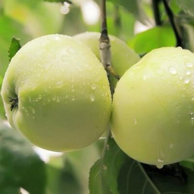 Саженцы яблони оптом в Самаре