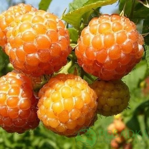 Малина КУМБЕРЛЕНД желтая в Самаре