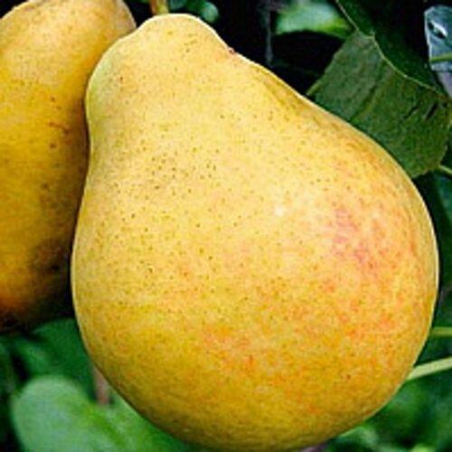 Груша САХАРНАЯ в Самаре