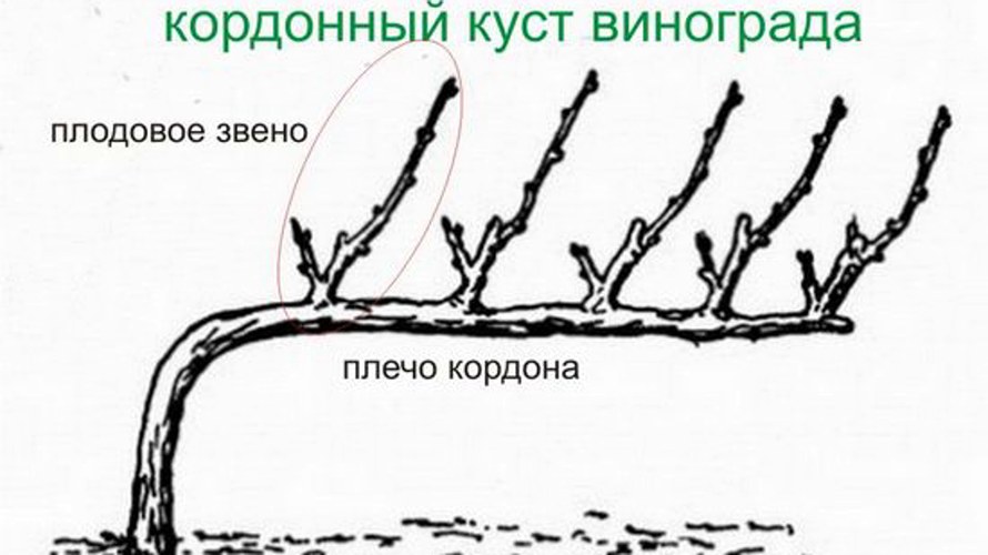 кордонный куст винограда.jpg кордонный куст винограда.jpg