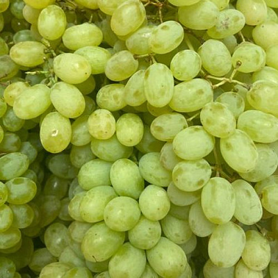 Зеленый в Самаре