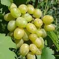 Виноград в Самаре
