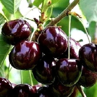 Черешня ДОНЕЦКИЙ УГОЛЁК в Самаре