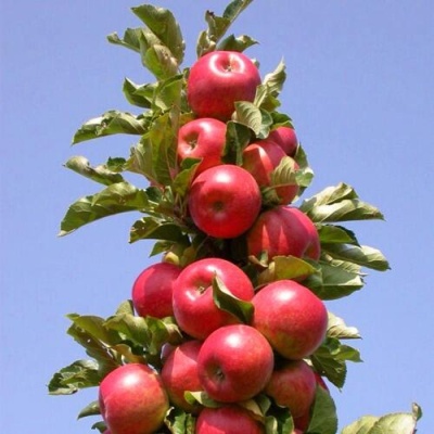Яблоня СОЗВЕЗДИЕ колонновидная в Самаре