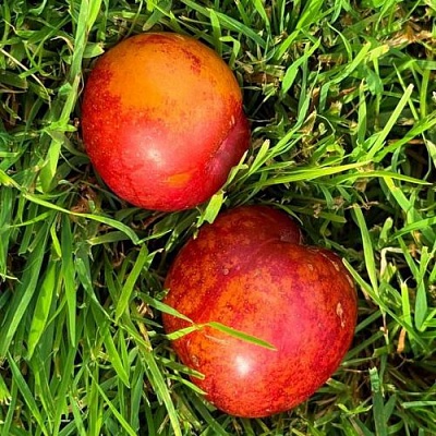 Шарафуга НЕКТАРИННАЯ в Самаре