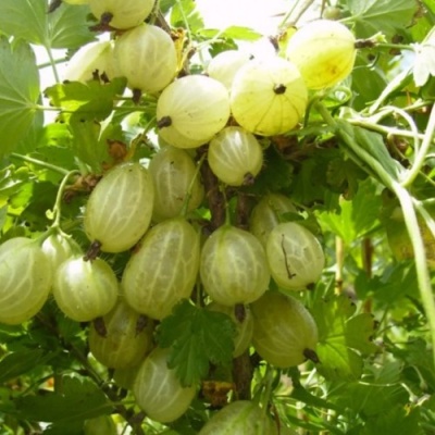 Крыжовник ИНВИКТА в Самаре