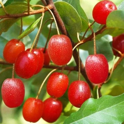 ГУМИ (ЛОХ МНОГОЦВЕТКОВЫЙ) в Самаре