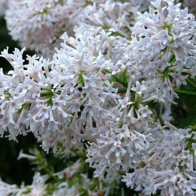 Сирень АГНЕС СМИТ в Самаре