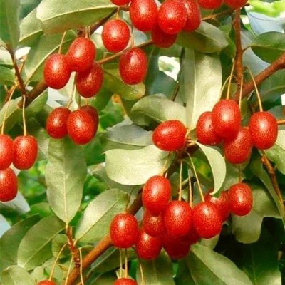 ГУМИ (ЛОХ МНОГОЦВЕТКОВЫЙ) в Самаре