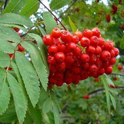 Рябина ОБЫКНОВЕННАЯ в Самаре